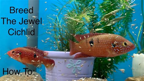 How To Breed The Jewel Cichlid Youtube