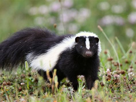 Skunk Facts History Useful Information And Amazing Pictures