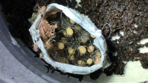 Funnel Web Spider Babies Burst From Egg Sac On Video At The Australian