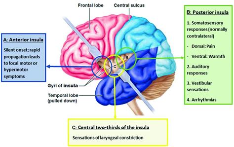 The anterior insular cortex (aic). Navigating the Island of Reil: how to understand the ...