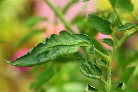 Why Are My Tomato Leaves Curling 7 Causes And How To Fix Them 2023