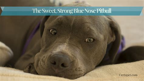 …the time to study or pay a visit to the material or sites we've linked to below the… 27 Beautiful Pitbull Puppies For Adoption Near Me | Puppy ...
