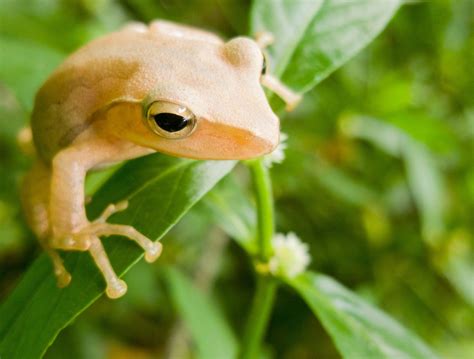 Frog Closeup Frog Eye And Macro 4k Hd Wallpaper