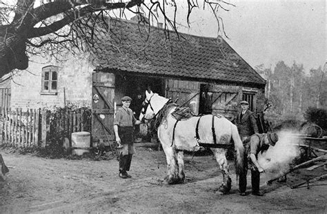 Horses At Work Norfolk Country Life Of Farm Work And Play In Victorian