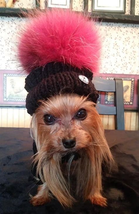 Pin By Kelly Hend On Love Of Yorkie Yorkie Festival Captain Hat