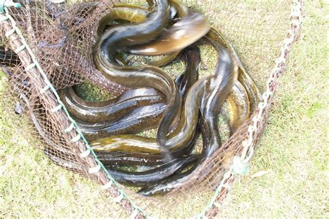 Eels Can Travel Over Land Climb Walls And Take Down Serious Prey They
