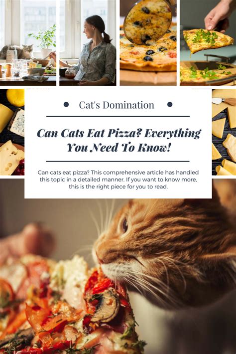 This national pizza day, you now know you're better off hoarding the pizza to yourself. Can cats eat pizza? This comprehensive article has handled ...