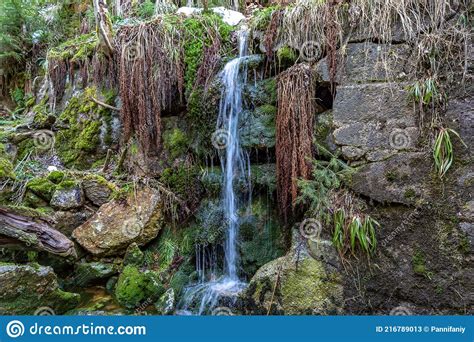 Cascade Falls Over Mossy Rocks Stock Image Image Of Waterfall Wild