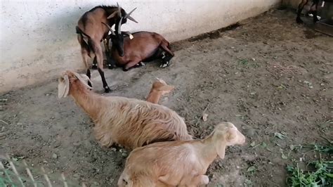 إنخرط الآن على 9rayti.com مجاناً‎. شاركنا معكم الخرجة ديالنا بعد الحجر الصحي🐎🦆🌹#vlog - YouTube