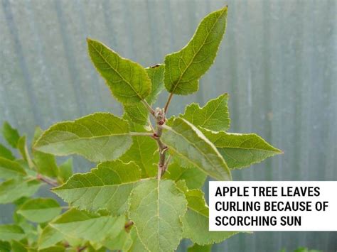 6 Causes Of Apple Tree Leaves Curling And How To Fix Them World Of