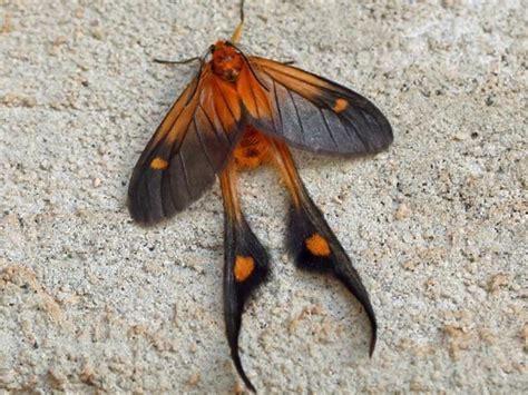 1000 Images About Butterflies And Moths On Pinterest Insects Moth