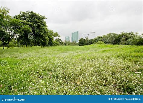 Spring And Summer Wallpaper With Green Grass And Small White Flo Stock