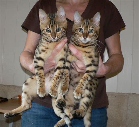 Look at pictures of bengal kittens who need a home. Asia and Africa Bengal kittens for sale offers ...