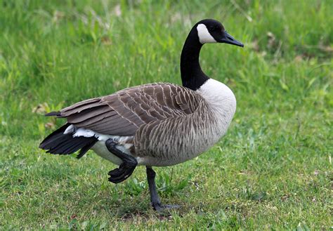 Goose Standing On One Leg Flickr Photo Sharing