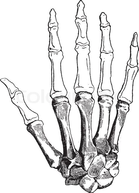 Diagram Of Hand Bones