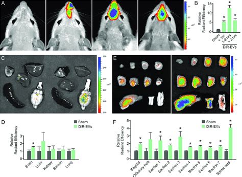 Biodistribution Of Ifn Dc Evs After Nasal Delivery A Representative