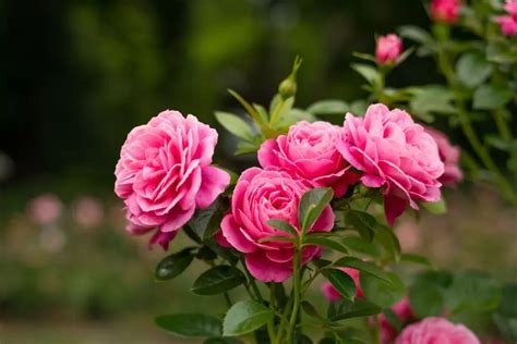 How To Grow Long Stem Roses Useful Tips For Optimal Growth The