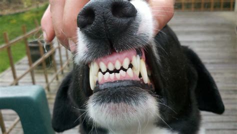 Do Dogs Lose Their Baby Teeth Teethwalls