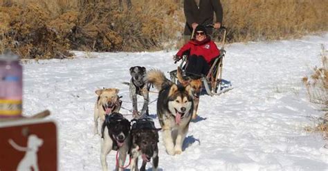 Learn How To Go Dog Sledding In Colorado