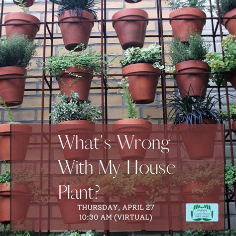 The Gpl Presents Whats Wrong With My Houseplant Visit Greenfield Ma