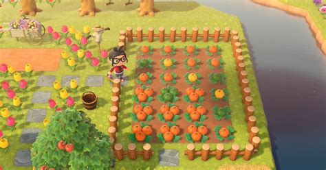 This is how to find and collect them all. How to grow pumpkins in Animal Crossing: New Horizons ...