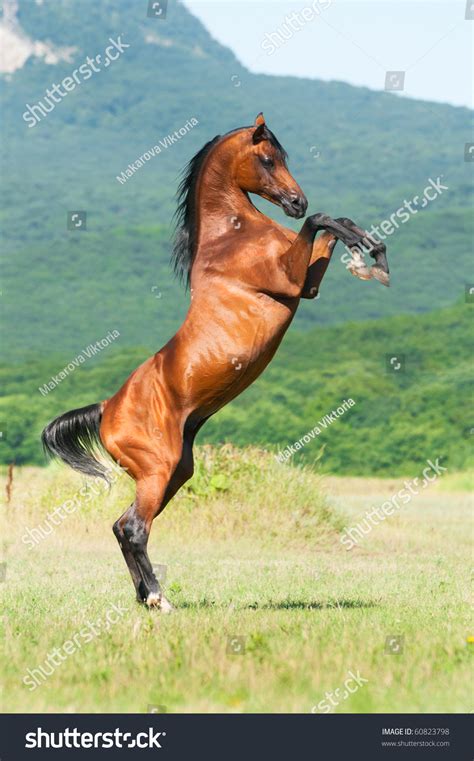 Bay Arabian Stallion Rearing On Meadow Stock Photo 60823798 Shutterstock