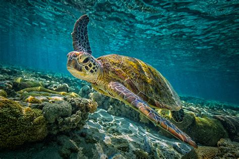 Sea Life Serenity 4k Turtle Underwater