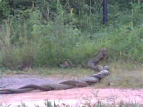 Biasanya saya dipanggil untuk menangkap ular tedung hitam, ular rusuk kerbau, ular tedung selar, ular sawa dan pelbagai spesies lain sebelum haiwan itu dipindahkan ke habitat lebih sesuai. ular tedung paling besar di temui - YouTube