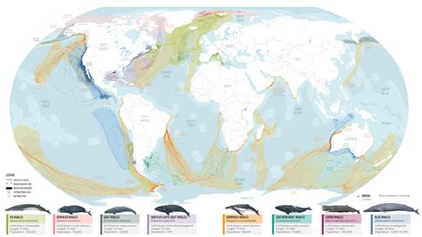 Map Of Whale Migration ‘highways Could Help Save Them The Viking Ship