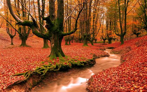The great collection of autumn scenes wallpaper landscapes for desktop, laptop and mobiles. Autumn Windows XP Wallpapers - Wallpaper Cave