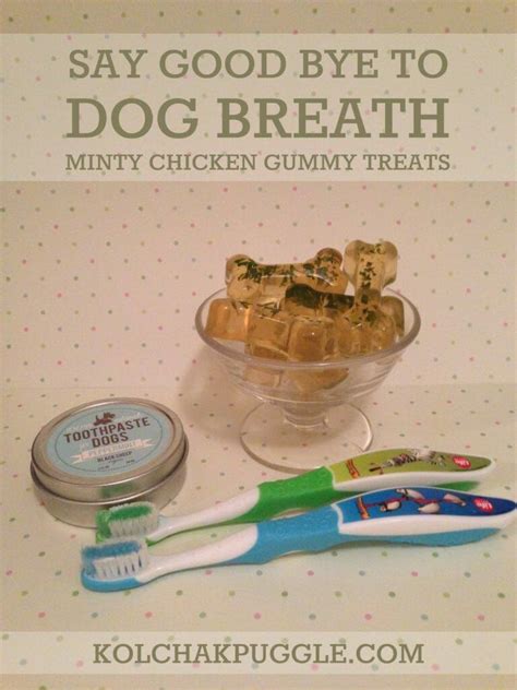 Does Your Pooch Has Dog Breath Help Them Freshen Up With Our Easy