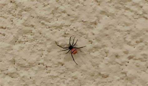Aranha marrom e viúva negra. Após repercussão de homem picado por 'viúva negra' em ...