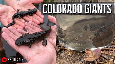 Finding Giant Tiger Salamanders In The Colorado Rockies High Elevation