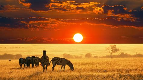 Free Download African Safari Sunset Nexus Wallpaper 1920x1080 For