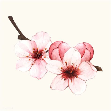 Hand Drawn Cherry Blossom Flower Isolated Free Image By
