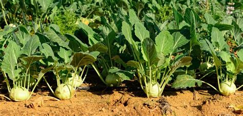 So sind die knollen nach sechs wochen noch recht klein aber auch sehr zart und so werden auch die kohlrabi über mehrere wochen erntereif und können so frischer geerntet werden. Kohlrabi pflanzen → Hier lesen, wie Sie das Gemüse anbauen