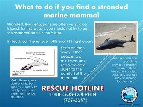 Do You Know How To Respond To A Beached Marine Mammal It Starts Now