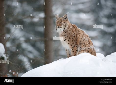 Eurasian Lynx Lynx Lynx Sitting In The Snow Animal Enclosure