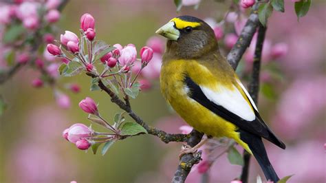 Spring Birds Wallpapers Wallpaper Cave