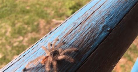 Spider Crawling On A Wood · Free Stock Video
