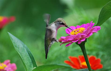 Download Flowers Birds Hummingbirds Tsiniya Pink Wallpaper By
