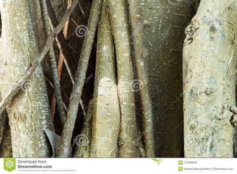 Beautiful Tree Bark Stock Image Image Of Beautiful 120289635