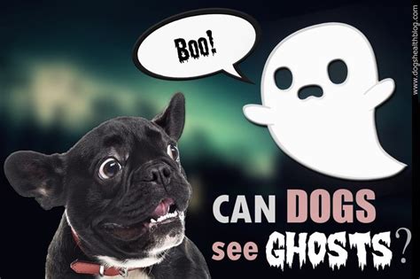 Can Dogs See Ghosts Can Dogs See Ghosts Dogs Dog Health