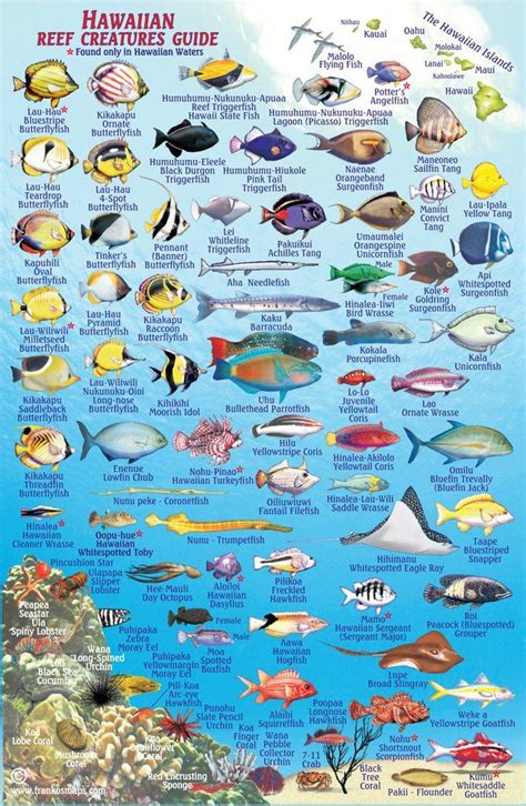 Kauai Fish Card Franko Maps Fishing Cards Marine Fish Salt Water Fish