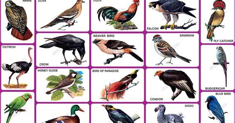 Spectrum Educational Charts Chart 165 Birds 3