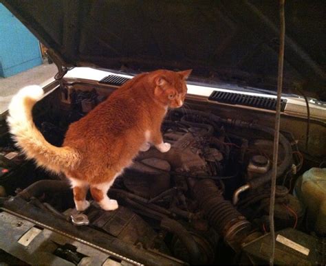 Cat Mechanic Under Your Hood Working On Your Engine Aww