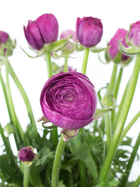 We did not find results for: Ranunkeln „Purple Jean" violett bestellen | Mai blumen ...