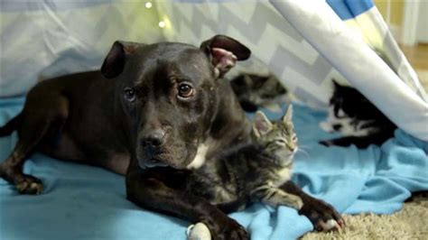Pit Bull Rescued From Dog Fighting Ring Now Spends His