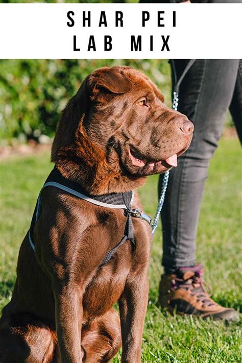 Shar Pei Lab Mix A Complete Guide To The Lab Pei Dog Chad Wilkens
