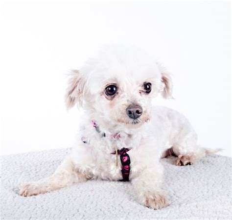 Meet adoptable cats and kittens from your community, lovingly cared for right here at your petco in partnership with a special local. Maltese dog for Adoption in St. Louis Park, MN. ADN-535739 ...